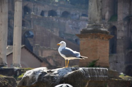 Bird Seabird Beak Gull