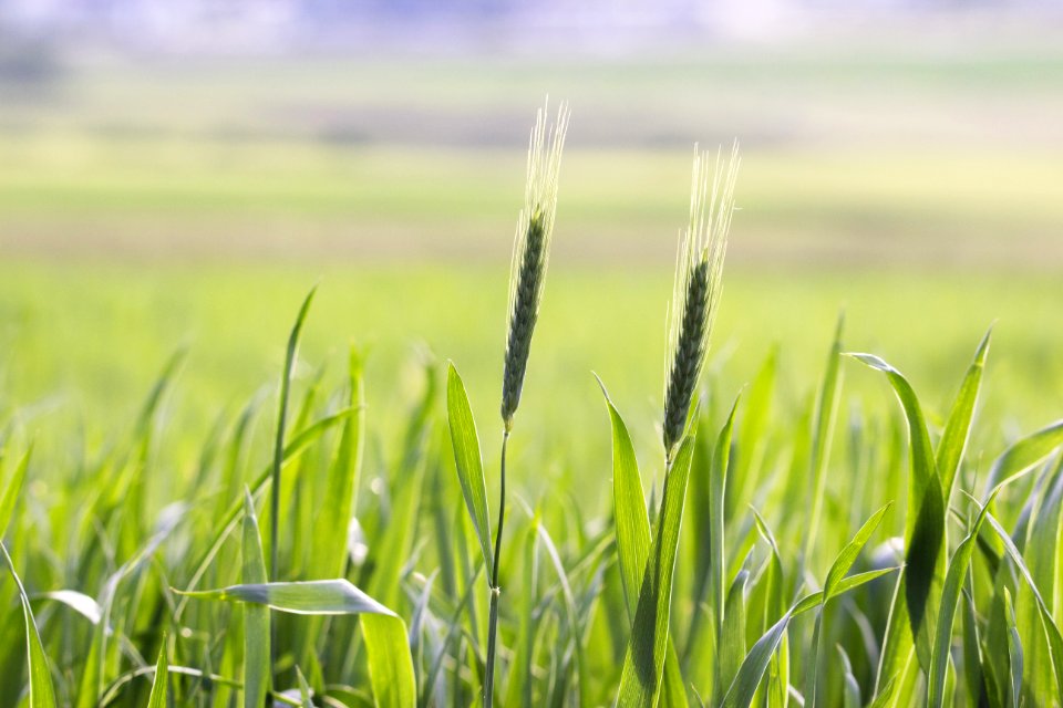 Field Grass Grassland Crop