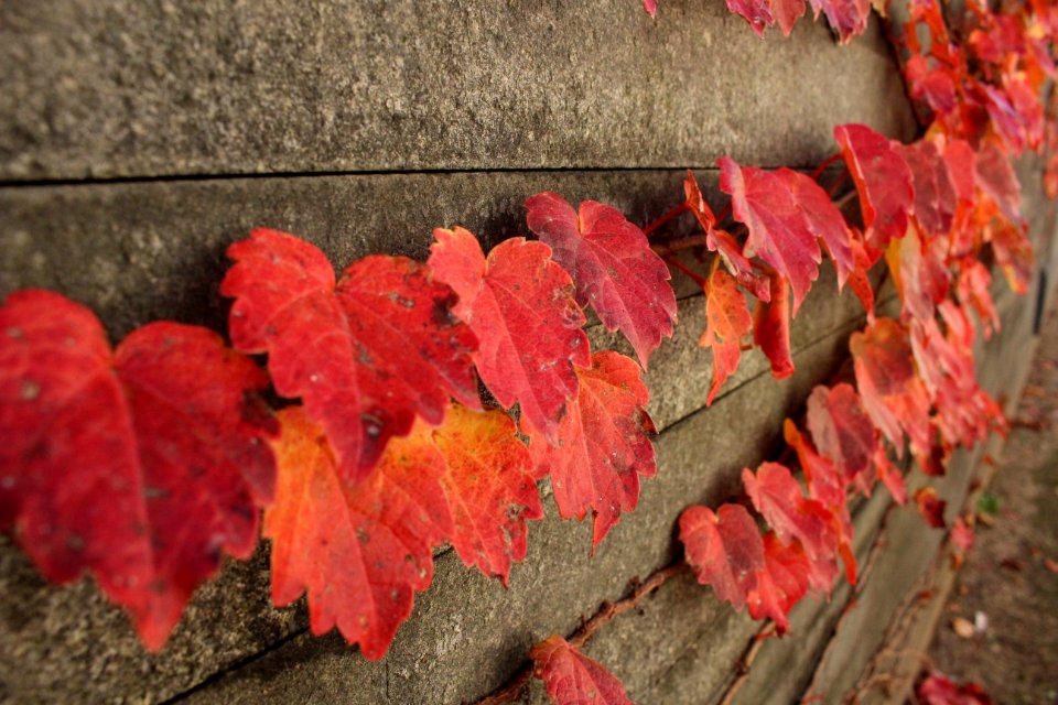 Leaf Autumn Maple Leaf Petal