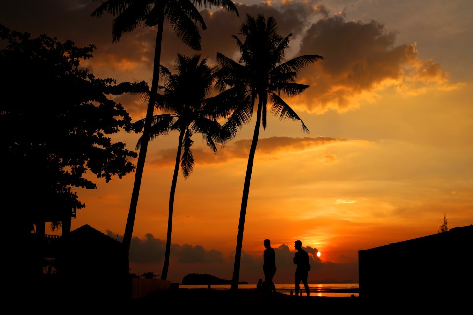 Sky Sunset Sunrise Palm Tree