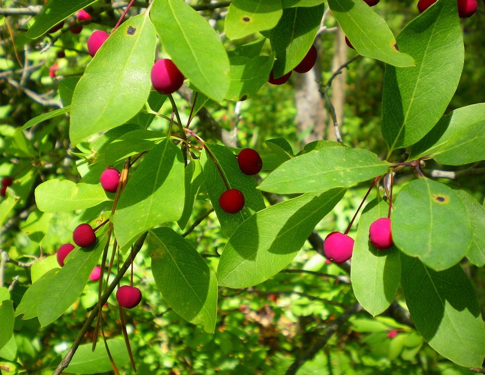 Berry plants green