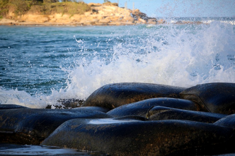 Water Marine Mammal Sea Wave
