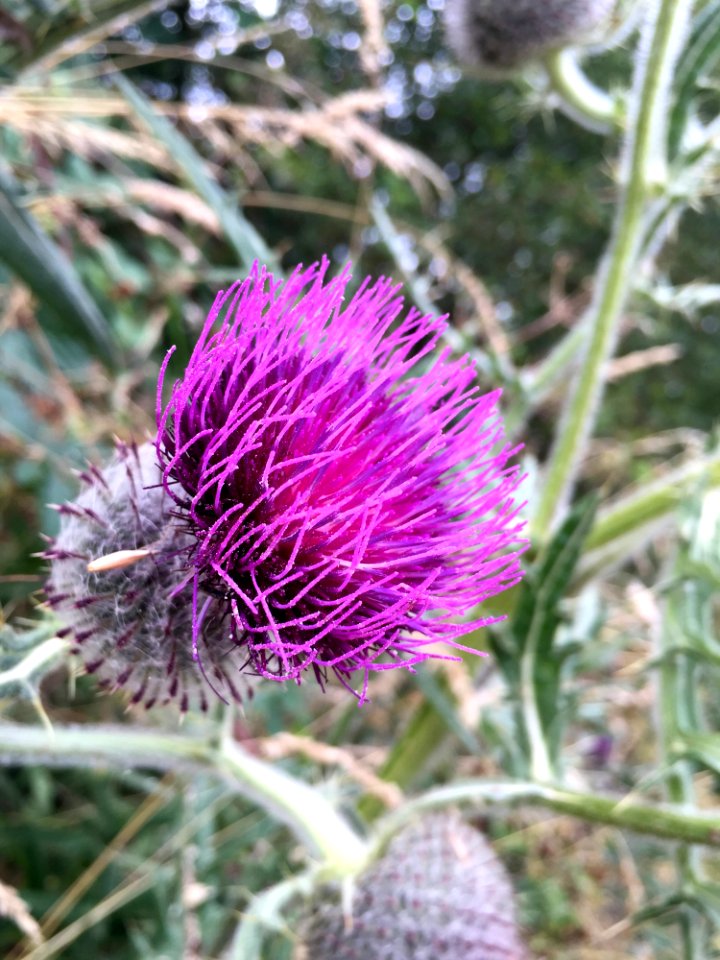 Silybum Thistle Plant Cynara