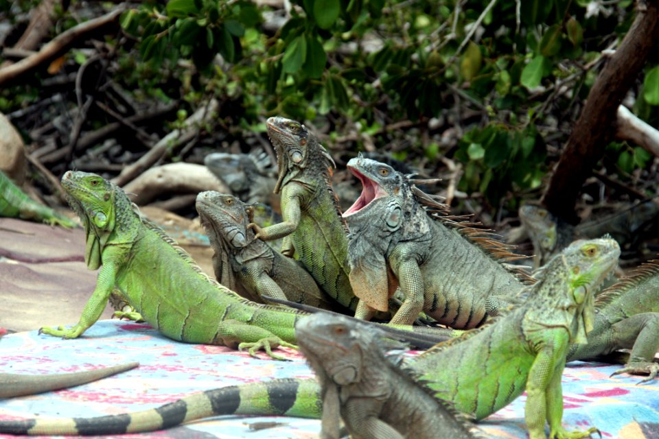 Iguana Reptile Iguania Scaled Reptile