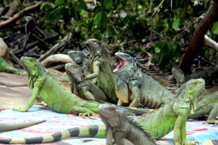 Iguana Reptile Iguania Scaled Reptile