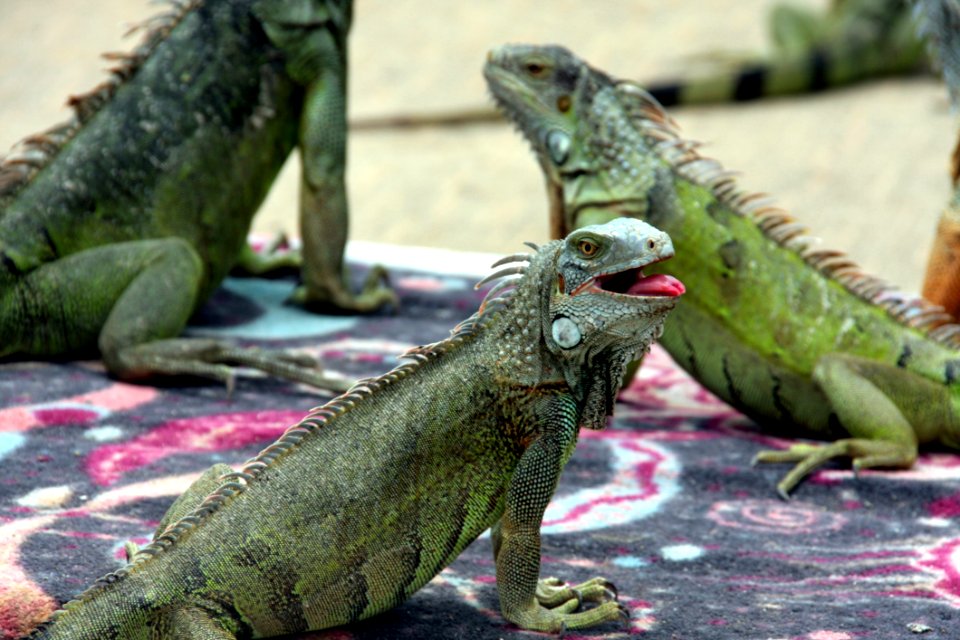 Reptile Iguana Iguania Scaled Reptile