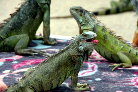 Reptile Iguana Iguania Scaled Reptile