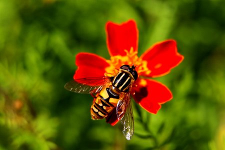 Bee Insect Honey Bee Nectar