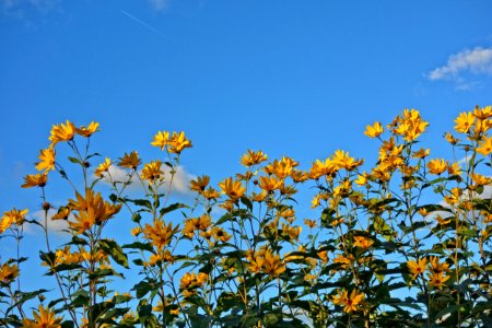 Flower Sky Yellow Plant photo