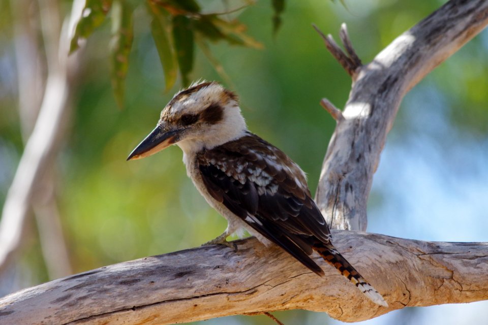 Bird Beak Fauna Wildlife photo