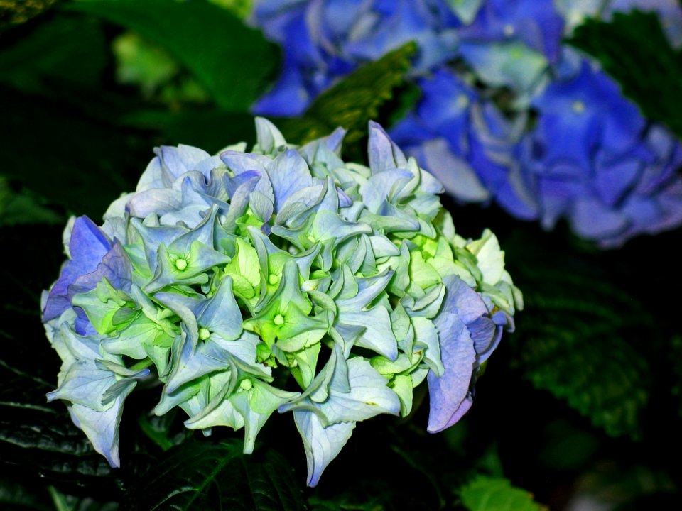 Blue Flower Plant Hydrangea