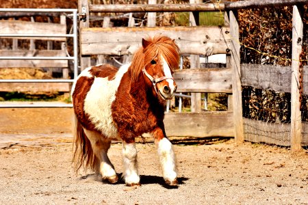 Horse Horse Like Mammal Mane Mustang Horse photo