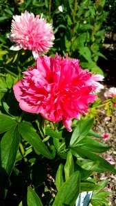 Flower Plant Flowering Plant Peony photo