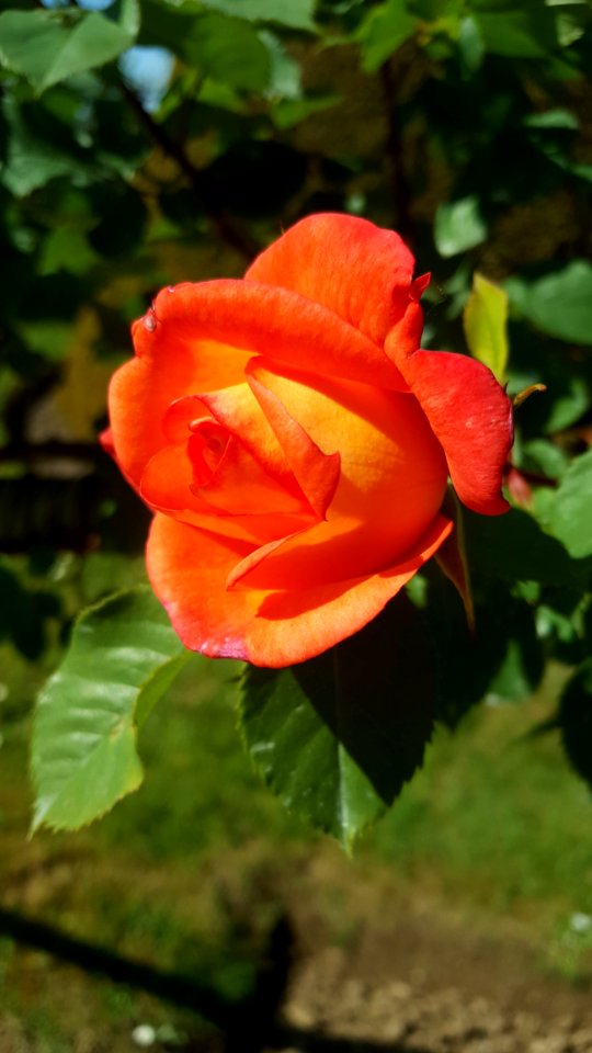 Flower Rose Rose Family Flowering Plant