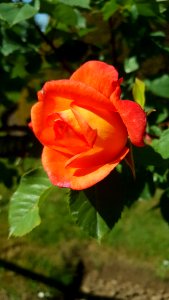 Flower Rose Rose Family Flowering Plant photo