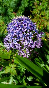 Plant Flower Flowering Plant Grass photo