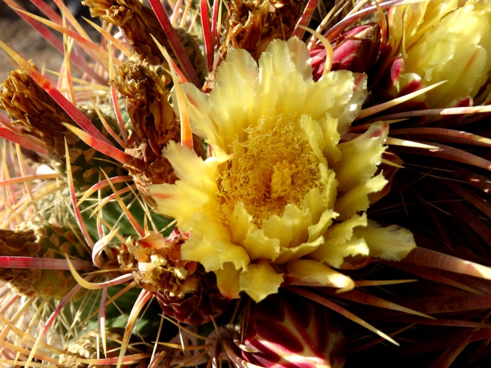 Flowering Plant Plant Cactus Hedgehog Cactus