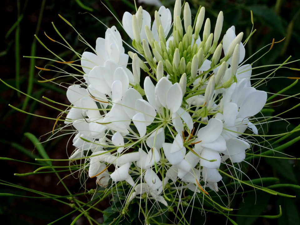 White Flora Plant Flower