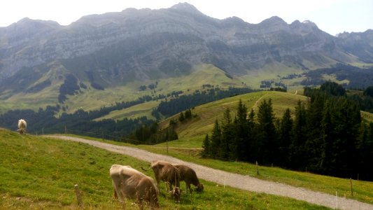 Pasture Grassland Highland Mountainous Landforms photo