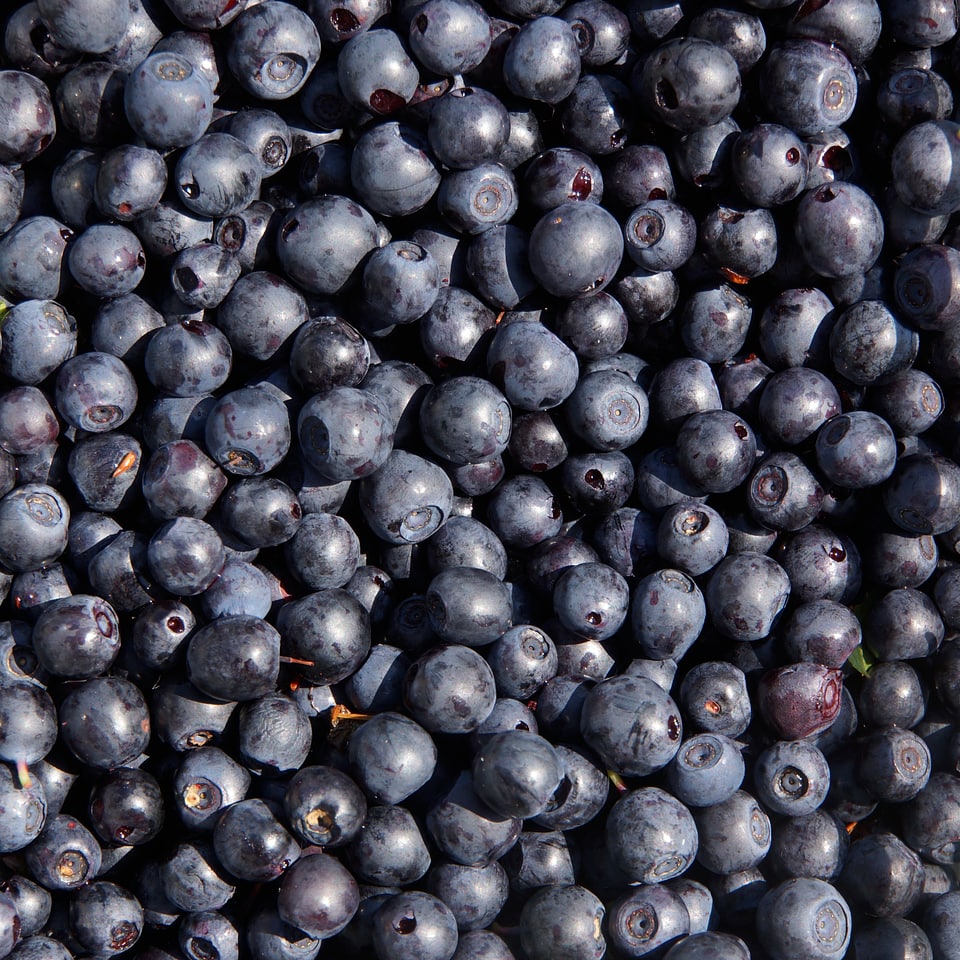 Blueberry wild berry berry picking