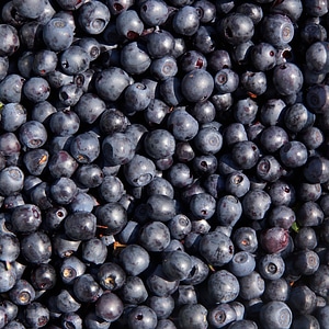 Blueberry wild berry berry picking photo