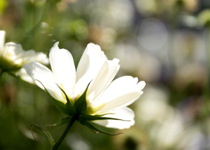 Flower White Flora Plant