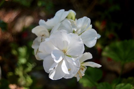 Flower White Plant Flora photo