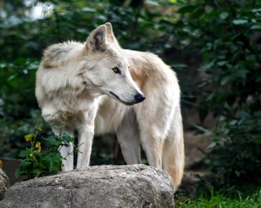 Wildlife Fauna Wolf Canis Lupus Tundrarum photo