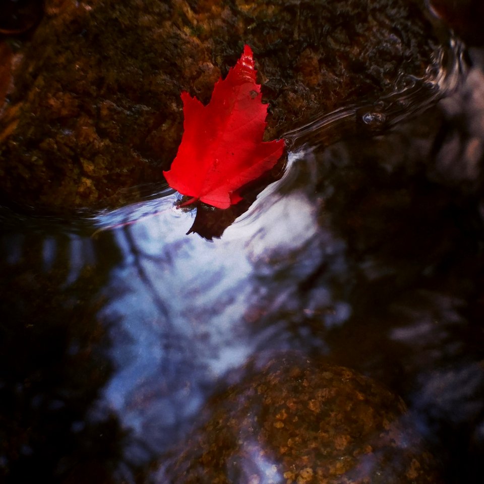 Water Leaf Reflection Red