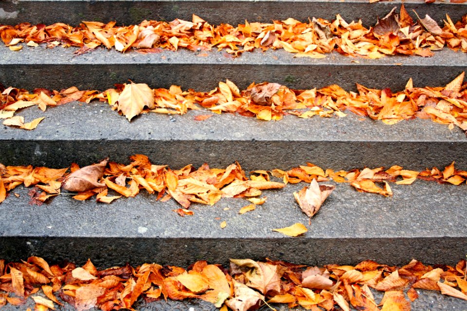 Autumn Deciduous Animal Source Foods