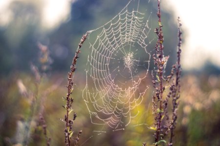 Spider Web Water Moisture Morning photo