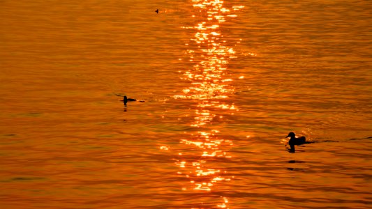 Water Reflection Sea Orange