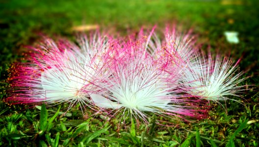 Vegetation Flora Plant Grass