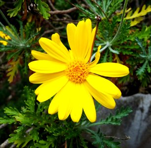 Flower Yellow Flora Marguerite Daisy photo
