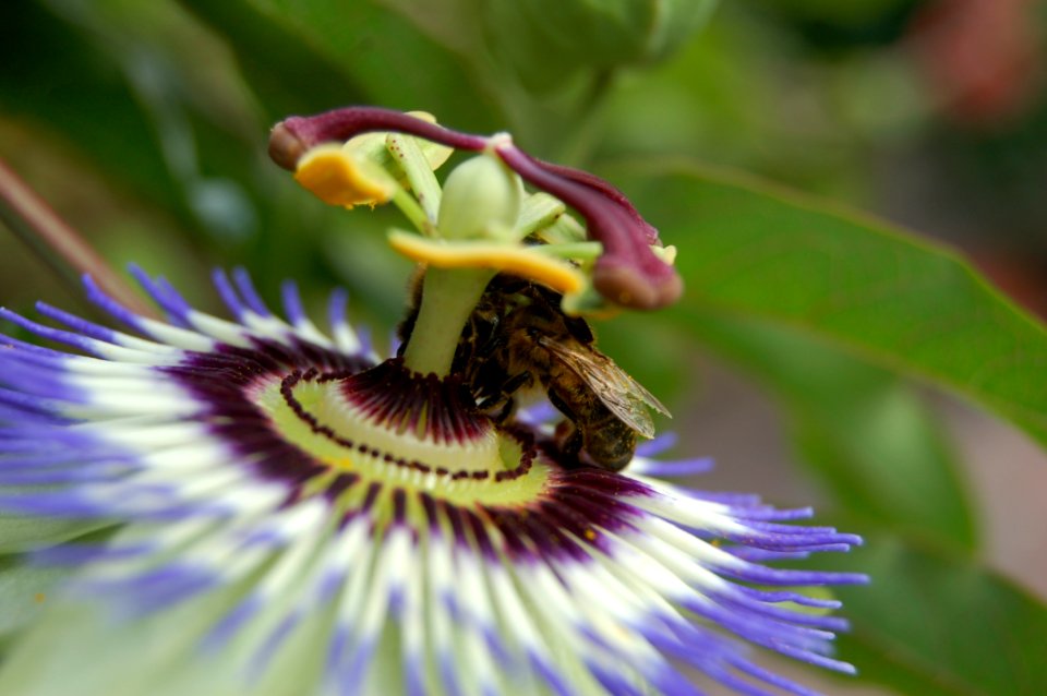 Flower Bee Honey Bee Passion Flower photo