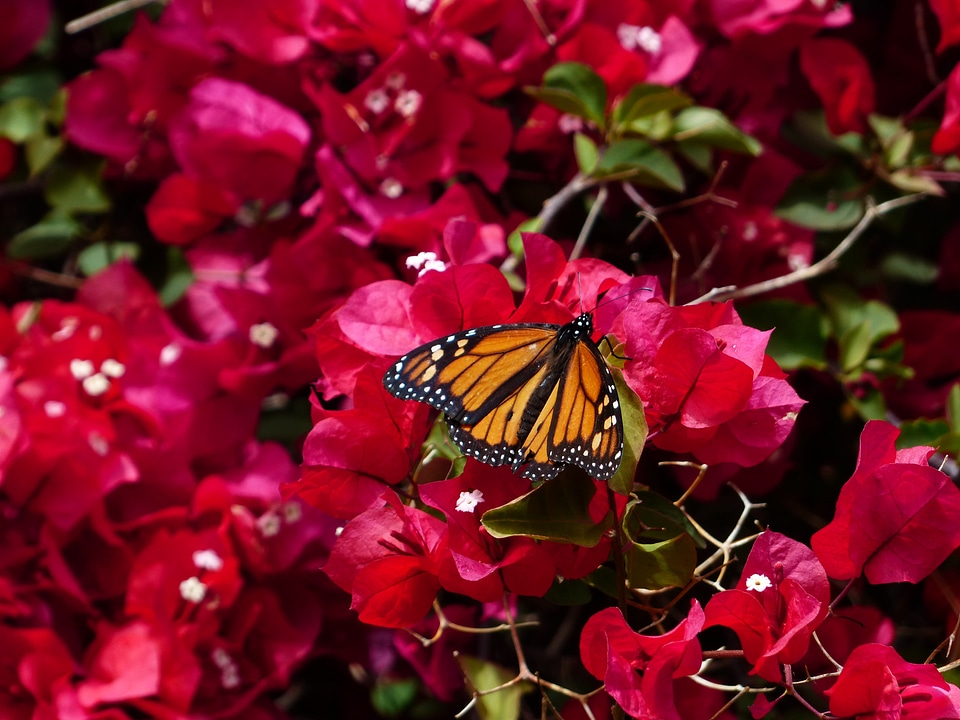 Monarch butterfly danaus plexippus american monarch