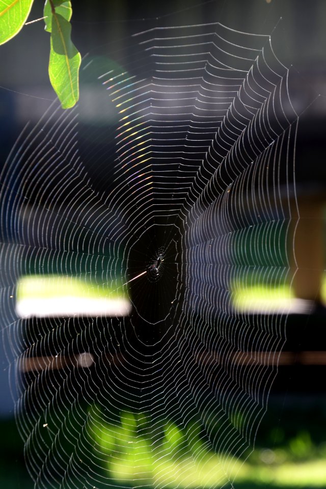 Spider Web Close Up Invertebrate Line