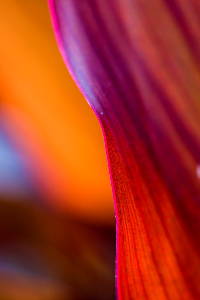 Purple Flower Macro Photography Close Up