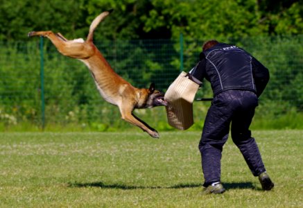 Grass Lure Coursing Obedience Trial Animal Sports