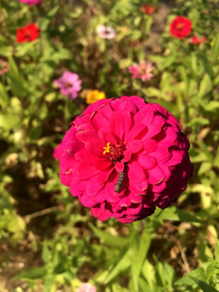 Flower Pink Plant Flora