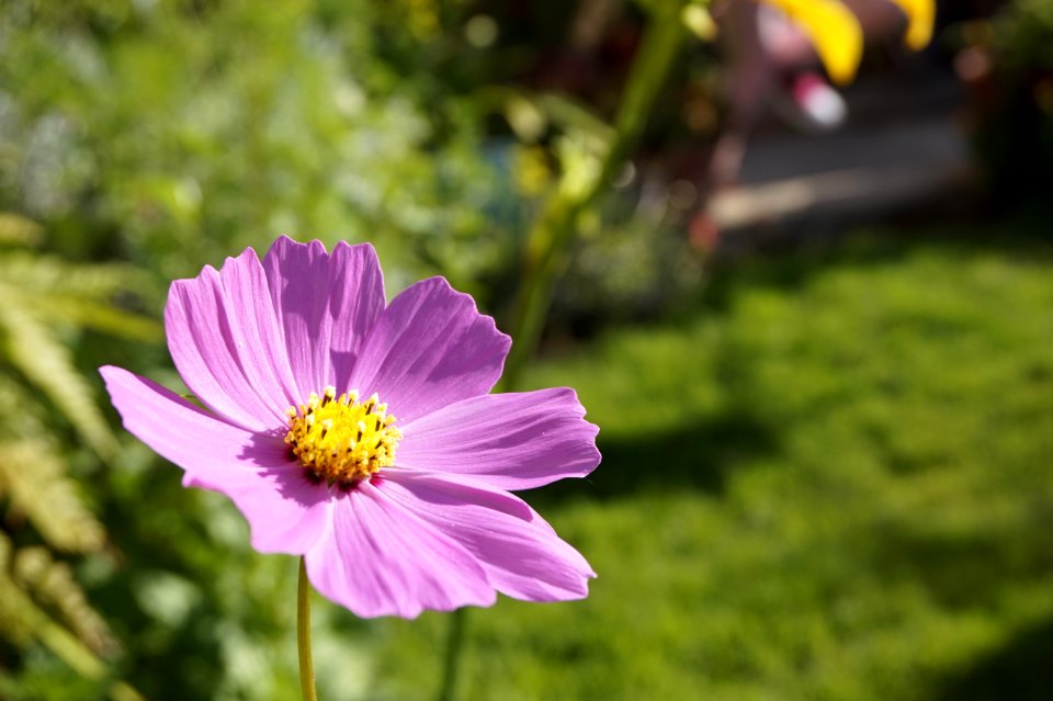 Flower Flora Plant Garden Cosmos