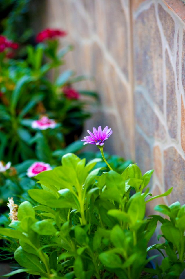 Flower Plant Flora Leaf