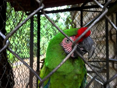 Bird Fauna Macaw Parrot