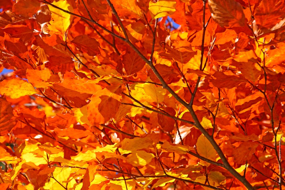 Leaf Autumn Deciduous Orange photo