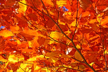 Leaf Autumn Deciduous Orange