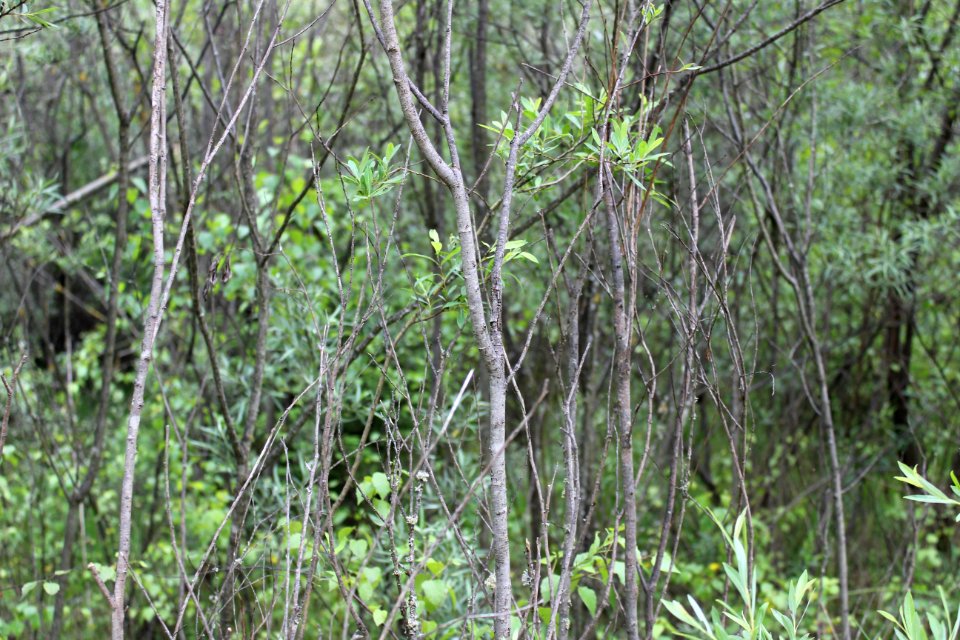 Vegetation Ecosystem Nature Reserve Forest