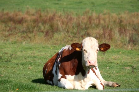 Cattle Like Mammal Pasture Grassland Dairy Cow photo