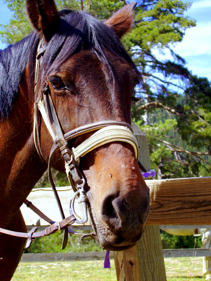 Horse Bridle Halter Horse Tack