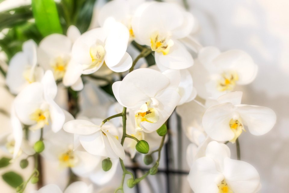 Flower White Flowering Plant Flora
