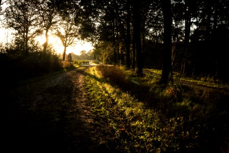 Nature Path Tree Woodland photo